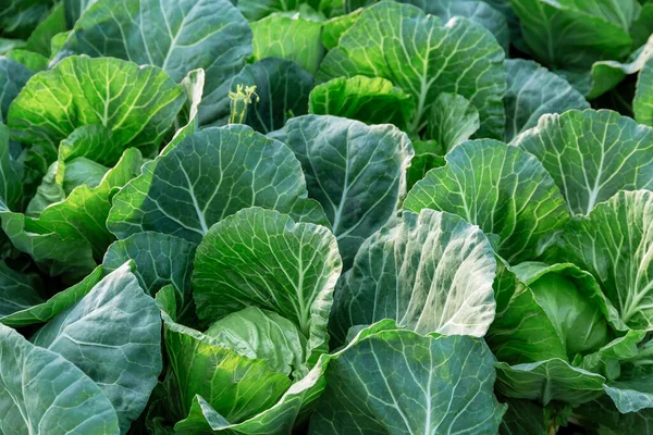 Cabbage Grows Rows Greenhouse Growing Vegetables Royalty Free Stock Images