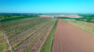 Growing grapes on a farm field, plantation with grape vines.