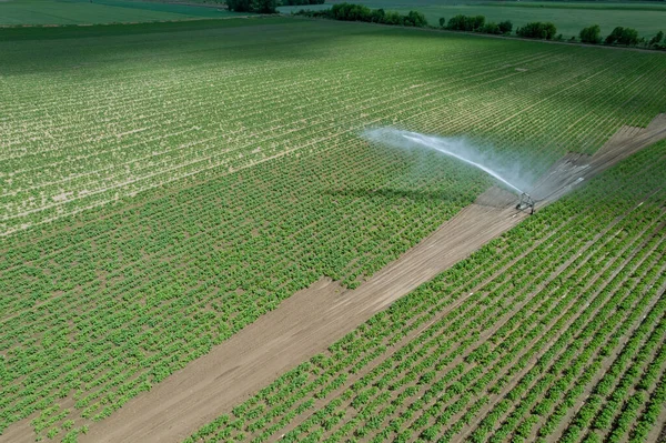 Plantação Com Batatas Rega Irrigação Moderna Protecção Das Batatas Contra — Fotografia de Stock