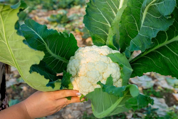 Woman holds a cauliflower in her hand. Freshly cut cauliflower, growing fresh vegetables.
