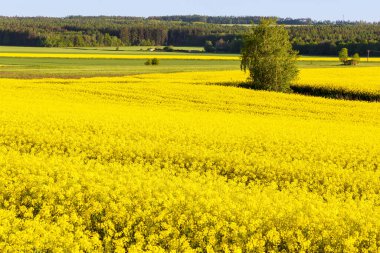 Sarı tecavüz tarlaları ve yeşil buğday tarlaları, orman ve mavi gökyüzünün altındaki güzel manzara. Tarım sektörü.