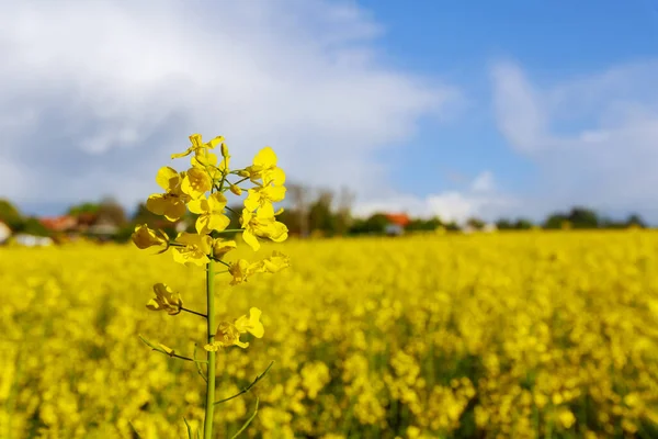 Yellow Rape Flower Background Yellow Field Flowers Annual Oil Plant — Stock Photo, Image