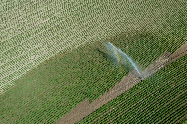 Защита Картошки Засухи Плантация Картошкой Поливается Современное Орошение — стоковое фото