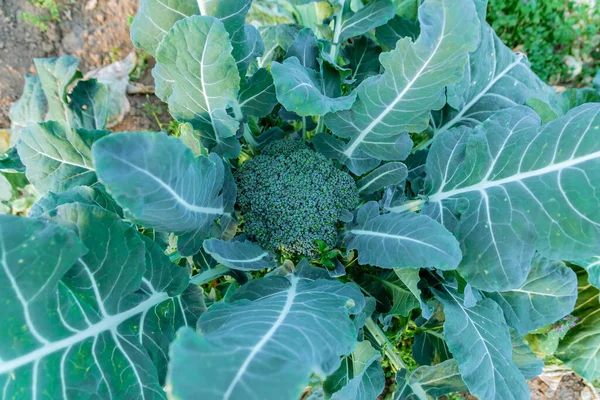 Brokuły Zielone Kapusta Organiczna Wielowitaminowe Warzywa Dietetyczne Zdrowe Odżywianie — Zdjęcie stockowe