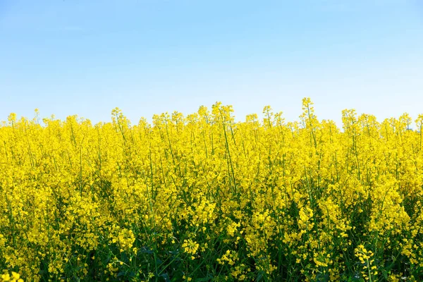 Yellow Rape Blossoms Bloom Plantations Annual Oil Plant Production Oil — Stock Photo, Image