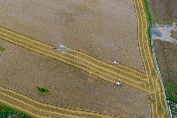 小麦收割组合的全景 小麦被倒入拖拉机的拖车中 收割田里的谷物 小麦产量高 — 图库照片