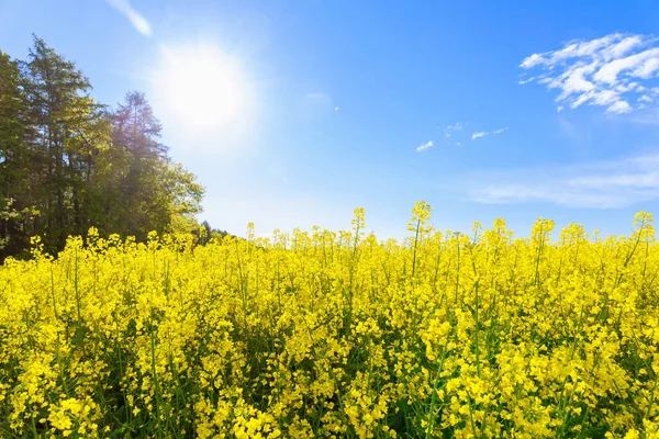 Sun Rays Yellow Rapeseed Flowers Rape Field Oil Crop Has — Stock Photo, Image