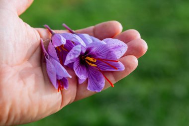 Crocus sativus 'un sonbahar çiçek açma dönemi. Safran hasat ediyorum. Değerli bir baharat üretimi için safran ekimi.
