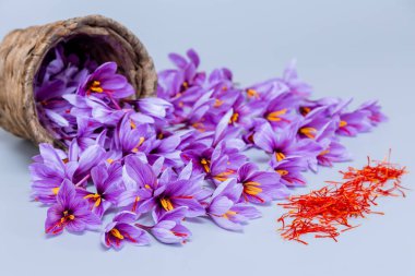Harvest Flowers of saffron. Autumn crocus flowers on table. Saffron flowers spilled from a basket on a gray background. Stamens of saffron on a gray background. clipart