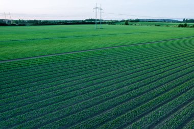 Yeşil tarlalar, tahıl ürünleri hatta sıra sıra ekiliyor. Yüksek voltajlı bir hat tarladan geçiyor..
