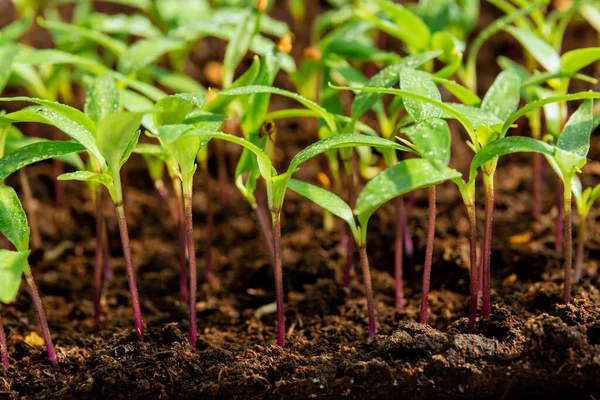 Cultivando Mudas Pimenta Turfa Mudas Pimenta Após Germinação Folhas Verdes — Fotografia de Stock