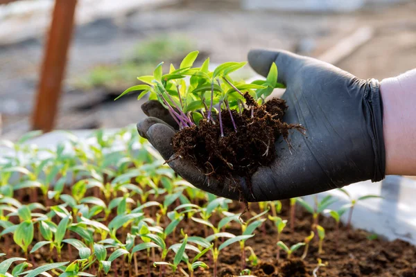Operária Tem Uma Planta Cultivada Sementes Pimenta Mão Pronto Para Imagem De Stock