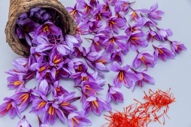 Purple crocus flowers with red saffron stamens and red stamens spilled from a wicker basket on a gray table. Autumn purple flowers. clipart