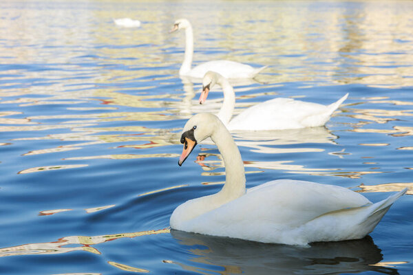 White swans swim in the river, goose-like families swim in the water. Blood swans-geese