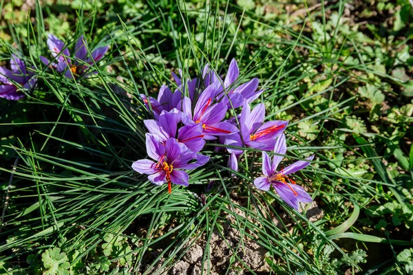 Crocus Sativus Sonbahar Çiçek Açma Dönemi Safran Hasat Ediyorum Değerli — Stok fotoğraf