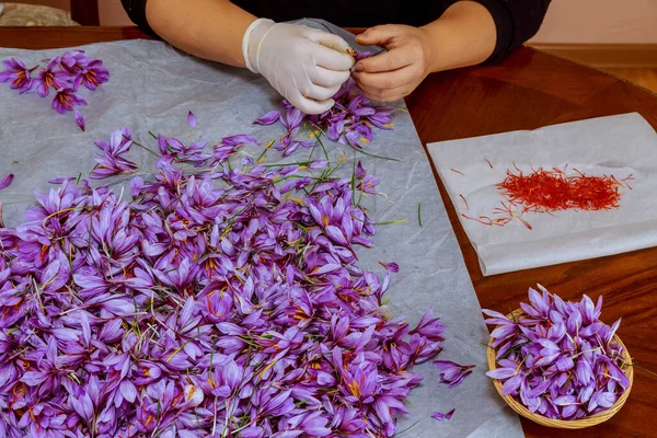 There are many crocus flowers on the table, a woman plucks saffron stamens from flowers at home. Flowers and stamens on the table.