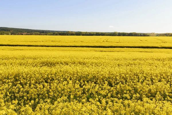 Blooming Rapeseed Fields Plantations Oil Crops Yellow Field Background Agricultural — Stock Photo, Image