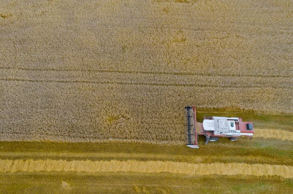 Top View Harvester Harvesting Wheat High Yield Wheat Summer Harvest — Stock Photo, Image