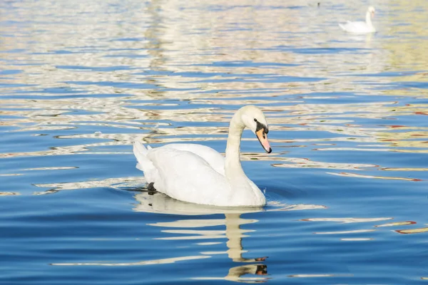 beautiful white swan is reflected in the water. Close-up of a swan swimming in water in a lake with a second swan in the background. A beautiful water goose.