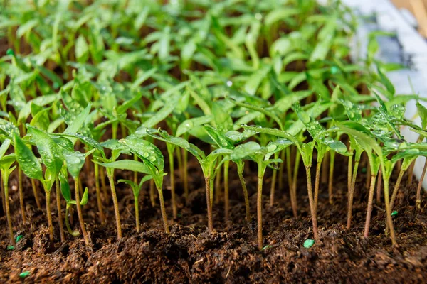 Cultivando Mudas Pimenta Turfa Mudas Pimenta Após Germinação Folhas Verdes — Fotografia de Stock