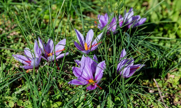 Kwitnąca Roślina Szafranowa Zbieram Kwiaty Krokusa Najdroższą Przyprawę Fioletowe Kwiaty — Zdjęcie stockowe