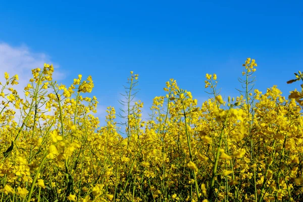 Yellow Rapeseed Flowers Background Yellow Field Flowers Blue Sky Oil — Stock Photo, Image