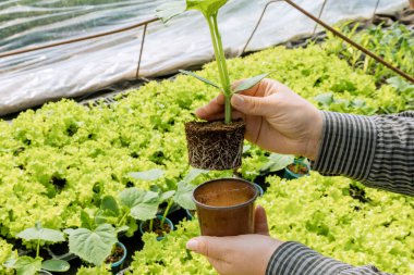 Bir çiftçi hastalık için salatalık tohumunun kökünü inceliyor. Serada salatalık yetiştirmek. Sağlıklı fideler..