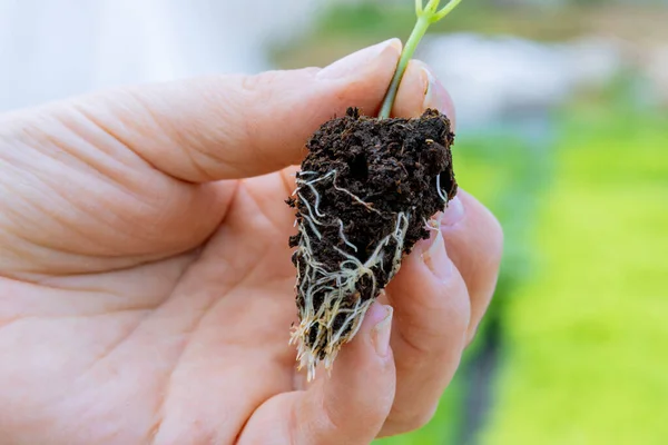 Bell pepper seedlings with a well-developed root system. The root and stem of a pepper seedling in a farmers hand.