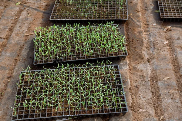Plántulas Tomates Casetes Para Cultivar Agrofibra Negra Cultivo Plántulas Tomate —  Fotos de Stock