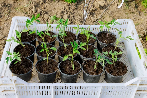 Young tomato seedlings in a box. Care and cultivation of healthy seedlings in a greenhouse. Agriculture.
