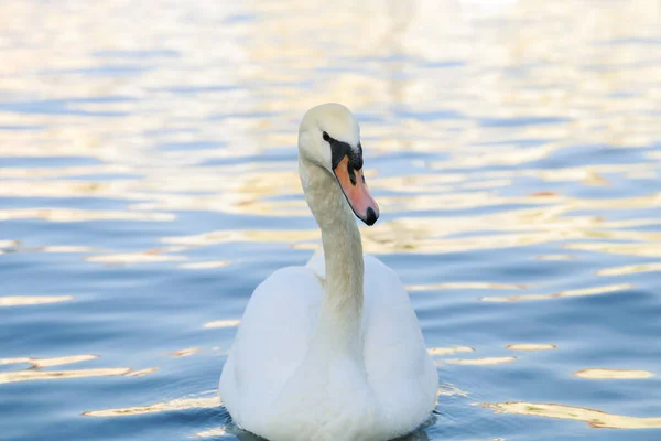 Один Белый Лебедь Крупным Плаванием Воде Озере Прекрасный Гусь — стоковое фото