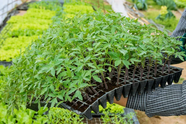 Καλλιέργεια Φυτών Τομάτας Θερμοκήπιο Επιτρέπει Παρατεταμένες Καλλιεργητικές Περιόδους Και Υψηλότερες — Φωτογραφία Αρχείου