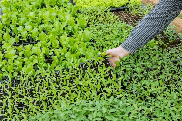 Αγρότης Επιλέγει Προσεκτικά Ισχυρότερα Φυτά Πράσινης Τομάτας Για Μεταμόσχευση Θερμοκήπιο — Φωτογραφία Αρχείου