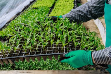 Yeşil biber fideleri için uygun sıcaklık, nem ve serada büyümek için ışık seviyeleri gerekir..