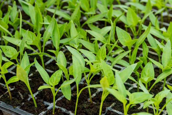 Yeşil Biber Tohumları Uygun Sıcaklık Nem Seviyeleri Nedeniyle Serada Gelişiyor — Stok fotoğraf