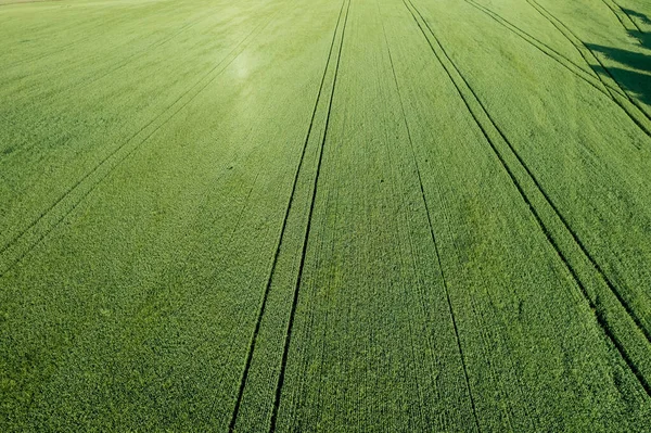 Rural Landscape Field Height Young Green Wheat Aerial View — Stock Photo, Image
