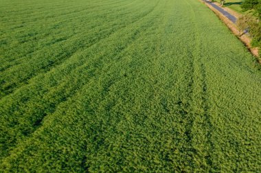 Kurumuş kolza dönüşüm süreci verimli çıkarma yöntemleri ve gelişmiş teknoloji gerektirir..