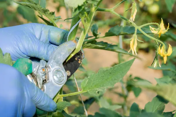 Tomato suckers should be removed while they are small to avoid unnecessary stress on plant. Tomato flowers typically have both male and female reproductive parts within each blossom.