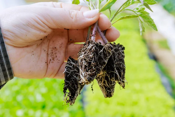 stock image Farmer examines the root system of each seedling to ensure they are well-established before transplanting.