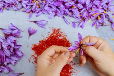 Safran iplikleri olarak da bilinen Stamens, safran yapraklarından ayrılmalıdır. Saffron, canlı, mor krokus bitkilerinden türetilen çok değerli bir baharattır..