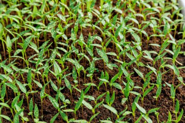 Serada, parlak sulanmış biber fideleri güneş ışınlarının sıcaklığında güneşleniyordu..