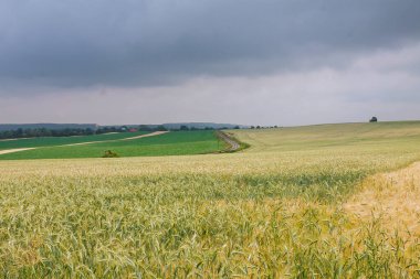 Yeşil saplı tarlalar, hasat mevsiminin bolluğunun kanıtı olarak dimdik ayakta duruyordu..