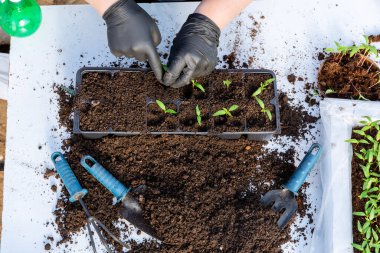 Biber nakli güçlü kök sistemine ve bitkilerin büyümesine katkıda bulunur. Bahçe araçları kullanılarak biber nakli.