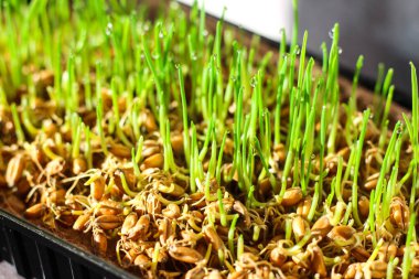 Siyah plastik tepside büyüyen çiğ taneli taze buğday mikroçerezleri. İnsan tüketimi için besleyici ve sağlıklı filizler