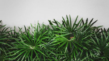 Beton duvar zemininde doğal palmiye yaprakları