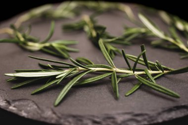 Fresh rosemary twigs on a black slate plate. Dark background.