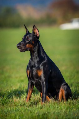 Çayırdaki Doberman portresi 