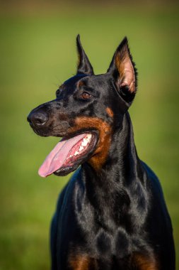 Çayırdaki Doberman portresi 