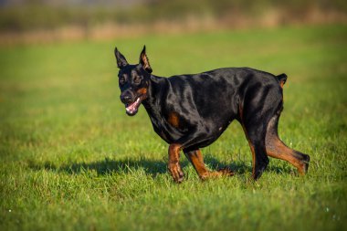 Çayırda koşan doberman