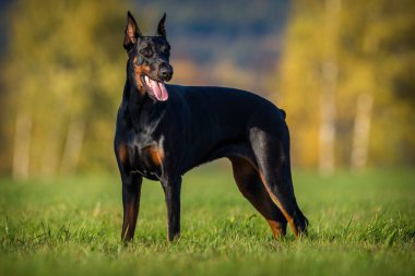Çayırdaki Doberman portresi 